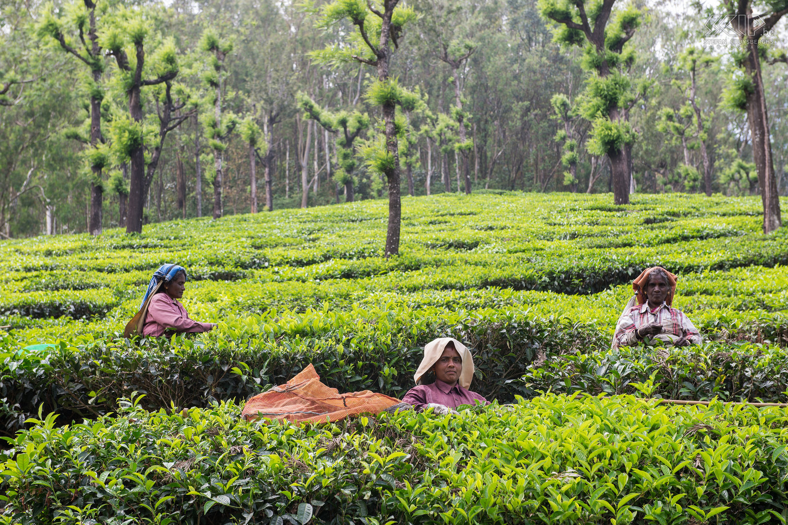 Valparai - Theevelden - Plukkers Indiase vrouwen plukken theeblaadjes in een theeplantage in Valparai . Thee wordt meerdere keren per jaar met de hand geoogst. Niet alle bladeren worden geplukt tijdens het oogsten, maar slechts de jonge en sappige bladeren. Stefan Cruysberghs